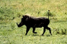image of warthog