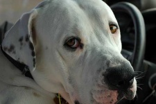 image of animal