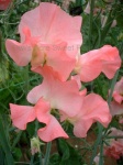 image of flower