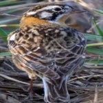 image of smiths_longspur #4