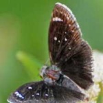image of animal