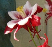 image of flower