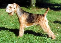 image of lakeland_terrier