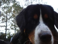 image of bernese_mountain_dog #20