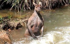 image of animal