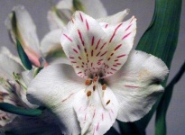 image of flower
