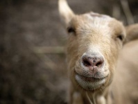 image of animal