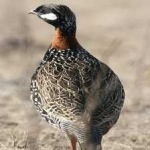 image of black_francolin #16