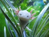 image of axolotl