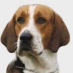 image of english_foxhound