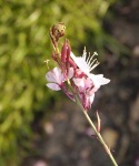 image of flower