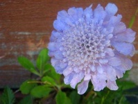 image of flower
