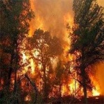 image of wildfire