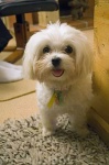 image of maltese_dog