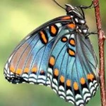 image of animal