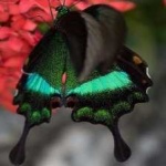 image of banded_butterfly #102