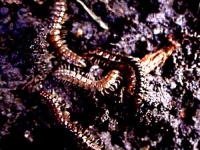 image of centipede