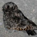 image of bird