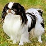 image of japanese_spaniel #32