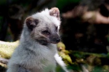 image of arctic_fox