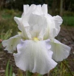 image of bearded_iris #29