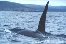 image of killer_whale #9