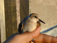 image of red_backed_sandpiper #8