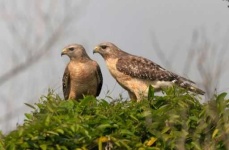 image of hawk