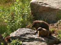 image of marmot