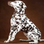 image of animal