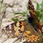image of animal