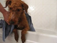 image of irish_terrier