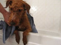 image of irish_terrier #12