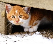 image of feral_cats