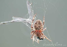 image of barn_spider