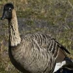 image of bird