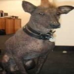 image of animal