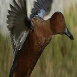 image of bird