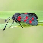 image of animal