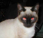 image of siamese #14