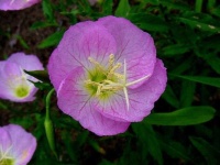 image of flower