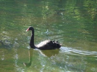 image of black_swan #8