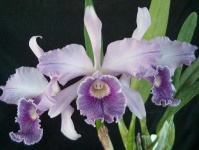 image of flower