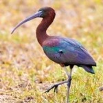 image of bird