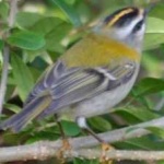 image of bird