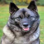 image of animal