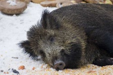 image of hog