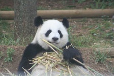 image of giant_panda