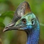 image of bird