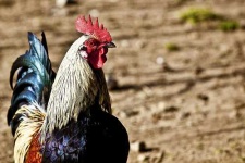 image of cock